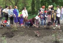 На аллее парка им. Чекмана высадили 300 кустов роз