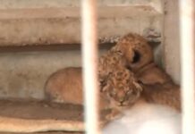 У хмельницькому приватному зоокуточку народилися левенята