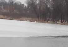 В Хмельницкой области спасли лебедей с покрытого льдом водоема