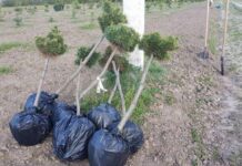 В Хмельницком сдают макулатуру ради деревьев