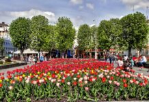 В центре Хмельницкого расцвели сотни тюльпанов