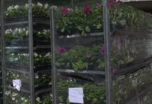 В парке им. Чекмана высадят 10 тысяч цветов