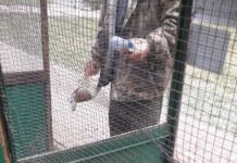 У хмельницькому зоокуточку невідомі познущалися над кроликами