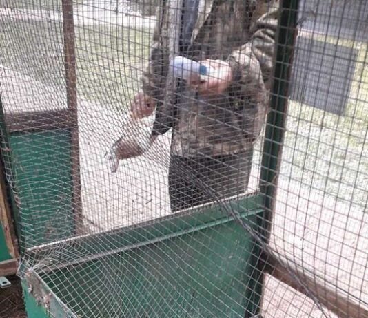 У хмельницькому зоокуточку невідомі познущалися над кроликами