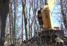 В сквере им. Шевченка омолаживают деревья