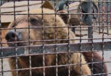 Двух медведей с хмельницкого зооуголка передадут в реабилитационный центр во Львовской области