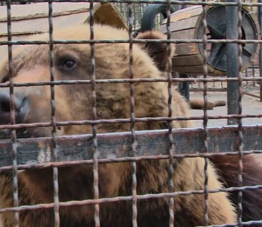 Двух медведей с хмельницкого зооуголка передадут в реабилитационный центр во Львовской области