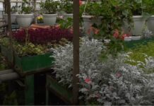 С улиц Хмельницкого убрали подвесные клумбы