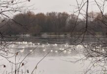 В Хмельницкой области более сотни лебедей зимует на водоеме
