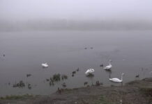 На водоеме в микрорайоне Озерная зимуют лебеди
