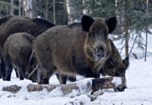 В Хмельницкой области начался учет диких животных