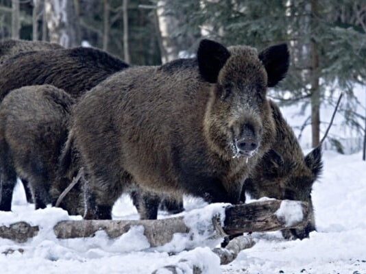 На Хмельниччині розпочався облік мисливських тварин