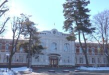 У сосны Веймутова, что растет у Хмельницкого городского совета, обрежут пораженные ветви