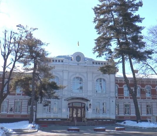 У сосны Веймутова, что растет у Хмельницкого городского совета, обрежут пораженные ветви