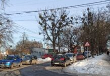 На улице Староместской срежут старые деревья и высадят новые