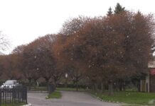 Как повлиял апрельский снег на деревья в Хмельницком ботаническом саду