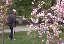 Возле Хмельницкого УВК №4 высадили Аллею старшеклассников