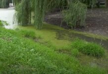 В парке им. Чекмана продолжаются работы по расчистке водоема