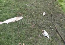 На реке Случь в Хмельницкой области погибла рыба