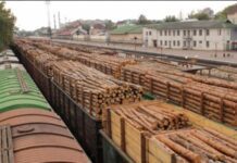 С Хмельницкой области лес вывозят вагонами по всей Украине вивіз дерев