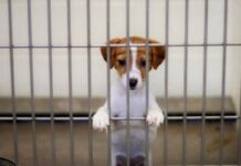 В Хмельницком строят современный приют для бездомных животных