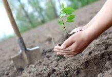 На Красилівщині висадили 5 гектарів лісу