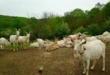 Фермер из Хмельницкой области производит крафтовые сыры