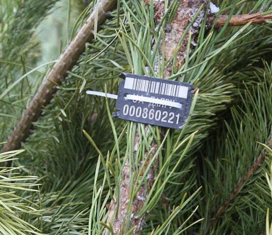 У центрі міста почали продавати живі ялинки
