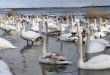 Лебединое озеро: более 200 птиц ежегодно зимует на водохранилище ХАЭС