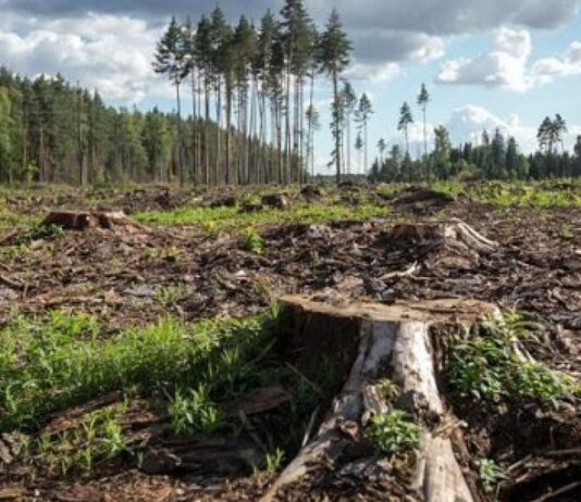 Незаконна вирубка лісів на Шепетівщині