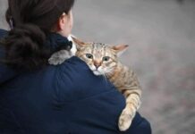 Как хмельничанам позаботиться о своих домашних любимцах в укрытии