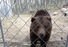 Медведи, которых эвакуировали из харьковского «Фельдман Экопарка», проживают в Хмельницкой области