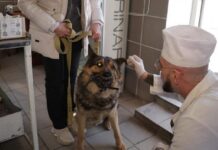У Хмельницькому лікують евакуйованих тварин