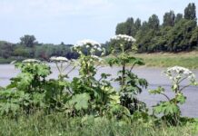 Які є методи боротьби з борщівником у Хмельницькому