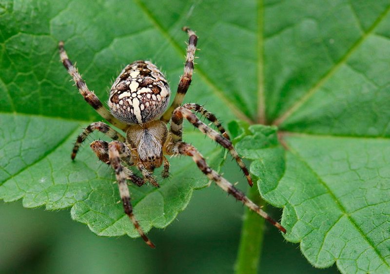 Чи небезпечний павук-хрестовик для людини