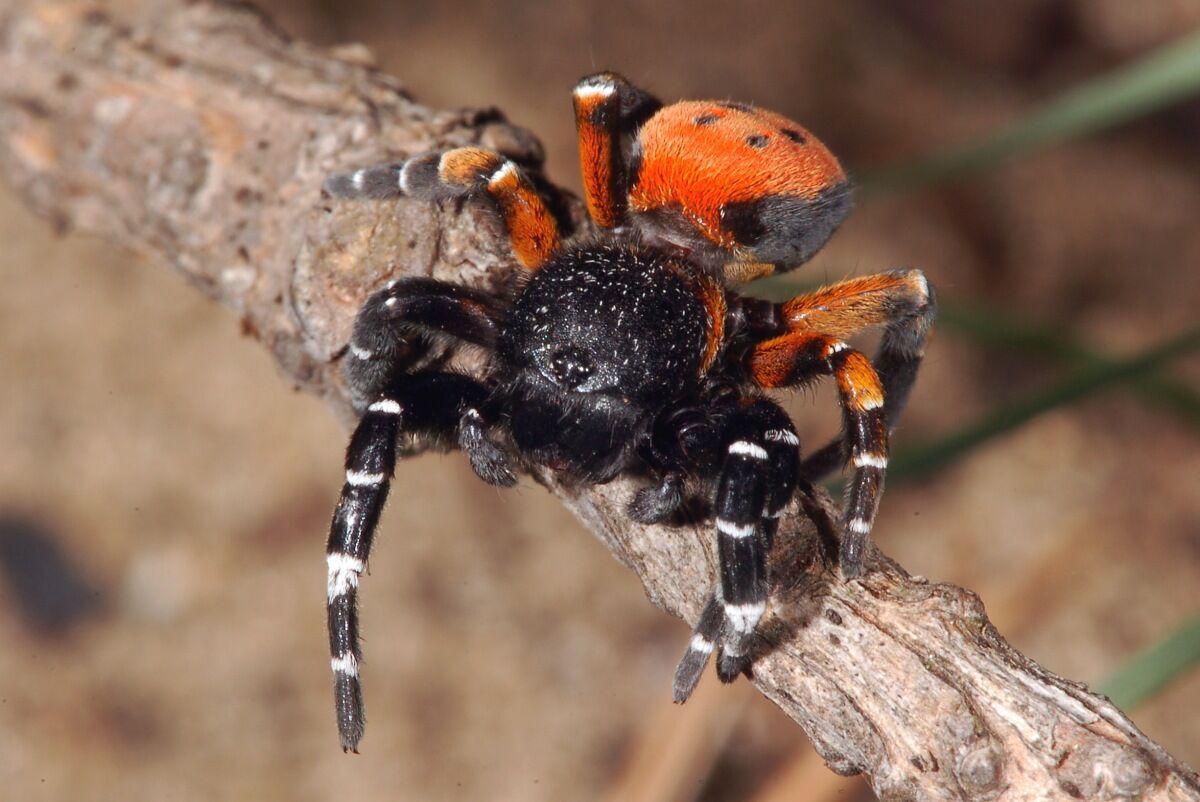 Самець павука-сонечка може виростати до 11 мм